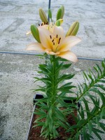 [1678 Menorca No02.JPG]